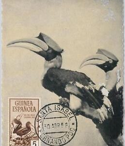52620 - Spanish  GUINEA  - MAXIMUM CARD - ANIMALS Birds OSTRICH   1954