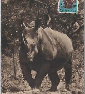 52648  - SOUTH AFRICA  -  MAXIMUM CARD -  ANIMALS  Rhinoceros  1956