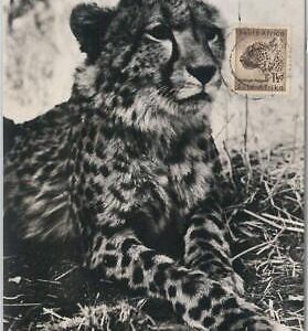 52649  - SOUTH AFRICA  -  MAXIMUM CARD -  ANIMALS  Cheetah 1956