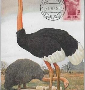 52623 - Spanish  SAHARA  - MAXIMUM CARD - ANIMALS Birds OSTRICH   1956
