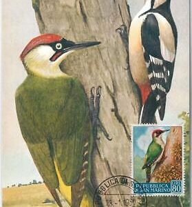 52670  - SAN MARINO  - MAXIMUM CARD - ANIMALS Birds WOODPECKER  1960