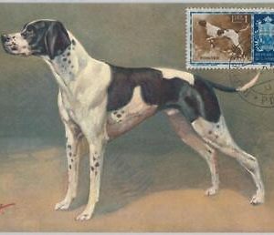 52673  - SAN MARINO  - MAXIMUM CARD - ANIMALS dog POINTER   1956