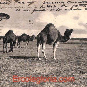 ad0146 - CARTOLINA D'EPOCA - Pisa Città - Dromedari al pascolo  1933