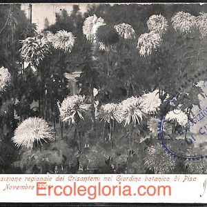 ad0214 - CARTOLINA D'EPOCA  - Pisa Città - Crisantemi in Pisa  1904