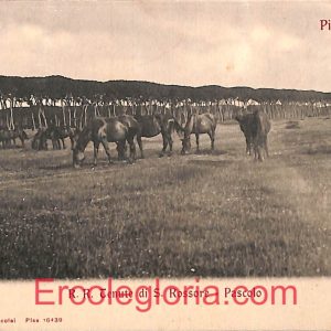 ad0263 - CARTOLINA D'EPOCA - Pisa Città - R. R. tenute di S. Rossore