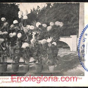 ad0336 - CARTOLINA D'EPOCA - Pisa Città -Esposizione Regionale dei Grisantemi