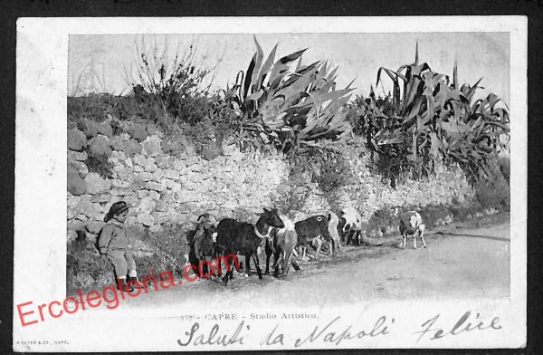 ah3803 - CARTOLINA D'EPOCA - Napoli  Provincia - Capri