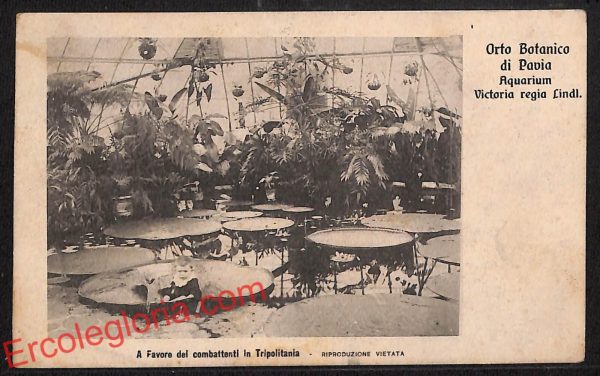 ah5945 - CARTOLINA  D'EPOCA - Pavia Città - Orto Botanico di Pavia
