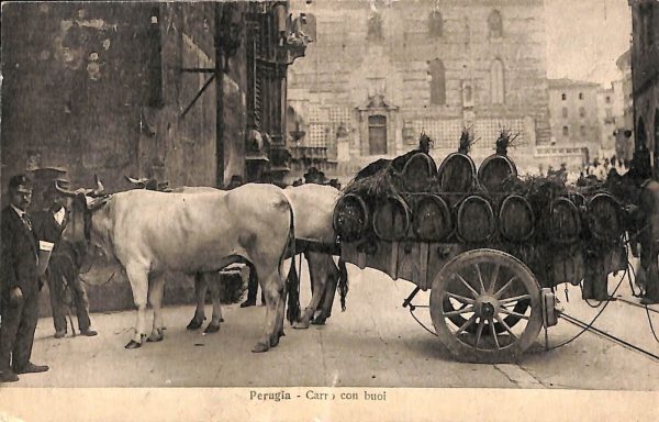 ac2661 - CARTOLINA  D'EPOCA - Perugia Città - CARRO CON BUOI
