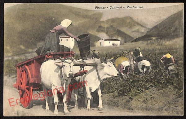 ae7325 - CARTOLINA D'EPOCA - Firenze Città - Contorni - Vendemmia