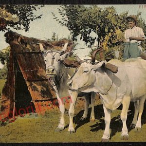 ae6911 - CARTOLINA D'EPOCA - Firenze Città - Costume campestre