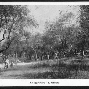 ac7714 - CARTOLINA D'EPOCA - Livorno Provincia - Antignano