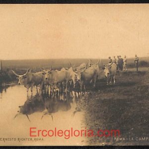 ad7499 - CARTOLINA D'EPOCA - Roma Città - La Campagna - Vera foto