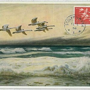 32890  - SWEDEN - POSTAL HISTORY - MAXIMUM CARD - 1966  Fauna animals BIRDS