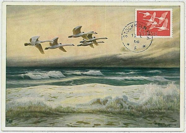 32890  - SWEDEN - POSTAL HISTORY - MAXIMUM CARD - 1966  Fauna animals BIRDS