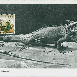 32756  -  BELGIUM   -  MAXIMUM CARD - 1965  ANIMALS  Reptiles  IGUANA