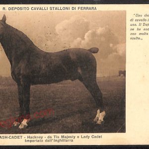 ae6097 - CARTOLINA D'EPOCA - Ferrara Città - R. Deposito Cavalli Stalloni