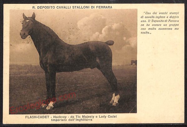 ae6097 - CARTOLINA D'EPOCA - Ferrara Città - R. Deposito Cavalli Stalloni