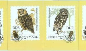 89872 - GERMANY DDR - Postal History - set of 4 MAXIMUM CARDS -  BIRDS Owls 1982