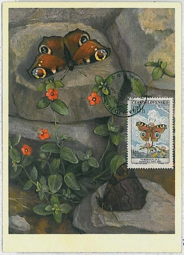 32398 - Czechoslovakia - MAXIMUM CARD : insects BUTTERFLIES - 1961