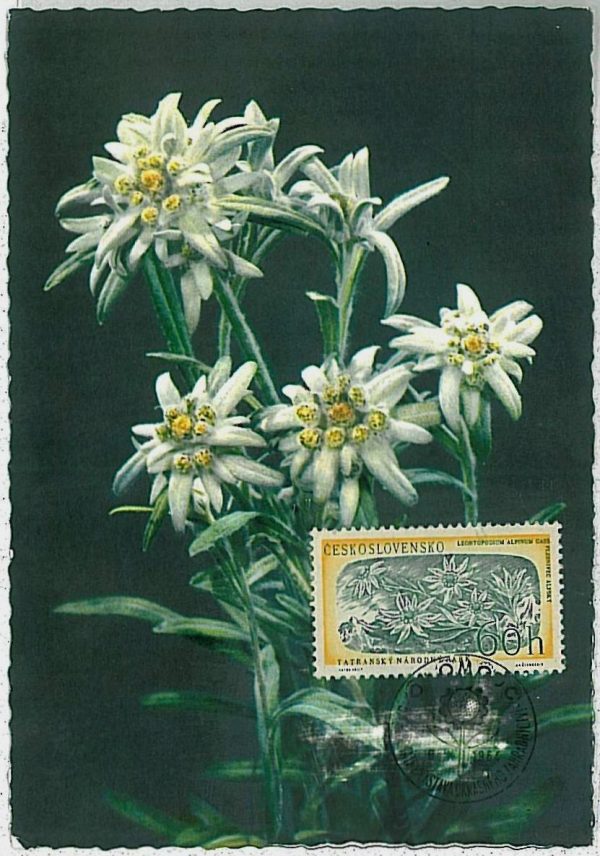 32458 - Czechoslovakia - MAXIMUM CARD : nature FLOWERS - 1964