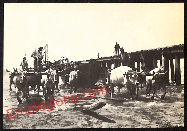 ag8101 - CARTOLINA D'EPOCA - Massa Carrara Provincia - Forte dei Marmi