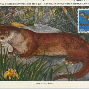 63811 - SWITZERLAND - POSTAL HISTORY: MAXIMUM CARD 1967 -  animals PRO JUVENTUTE