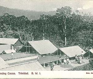 GASTRONOMY  COCOA VINTAGE POSTCARD: commonwealth WEST INDIES: TRINIDAD & TOBAGO