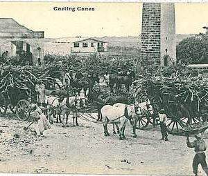 27521 - VINTAGE POSTCARD: commonwealth WEST INDIES - BARBADOS 1911 - NICE!