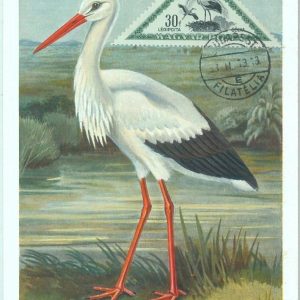 87598 - HUNGARY - Postal History - MAXIMUM CARD -  BIRDS  1953
