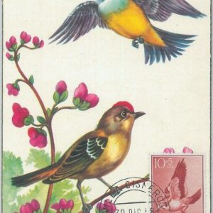 81332 - SPAIN Spanish Sahara - Postal History - MAXIMUM CARD - 1958  Birds