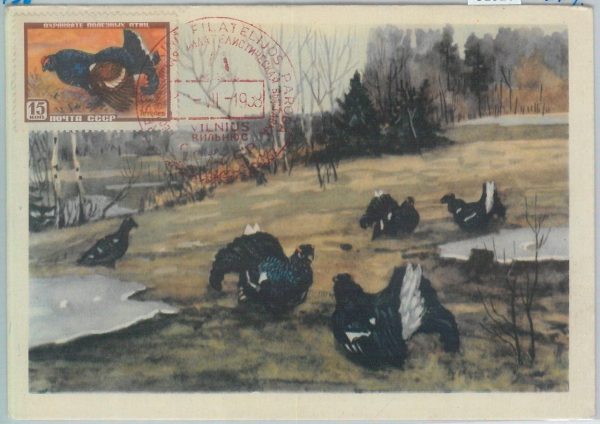 81326 - RUSSIA  - Postal History - MAXIMUM CARD - 1958  Birds