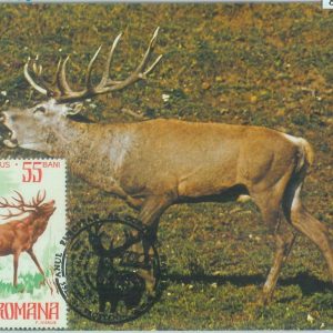 83711 - ROMANIA - Postal History - MAXIMUM CARD -  1995   FAUNA Deer
