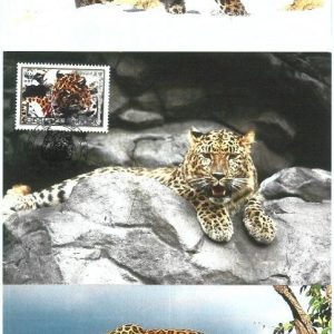 72867 - KOREA - Postal History  - Set of 3 MAXIMUM CARD:  WWF  Leopards 1998
