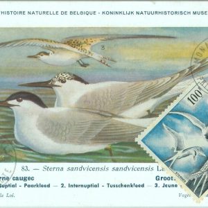 87596 - MONACO - Postal History - MAXIMUM CARD -  BIRDS  1955