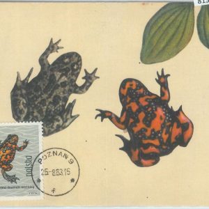 81355 - POLAND - Postal History -   MAXIMUM CARD - 1963 Amphibians FROGS