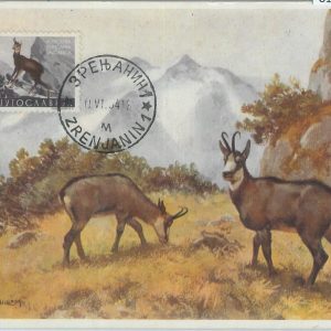 81356 - YUGOSLAVIA - Postal History -   MAXIMUM CARD - 1954  Animals FAUNA