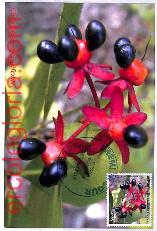 ai3459 - Madagascar - POSTAL HISTORY - MAXIMUM CARD - Flowers - 2015