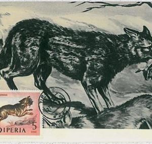 32126 -  ALBANIA - POSTAL HISTORY - MAXIMUM CARD - Foxes, Rabits, Fauna