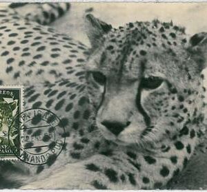 32180- Spanish Guinea- POSTAL HISTORY - MAXIMUM CARD - 1955: Phanther, Leopard