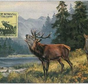 32217-  Hungary- POSTAL HISTORY - MAXIMUM CARD  : Deers, Hunting, Fauna