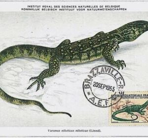 32784 - French Equatorial Africa - MAXIMUM CARD - 1955 - Fauna REPTILES,Afrique