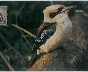 32939 -  AUSTRALIA - MAXIMUM CARD -  1963 - Fauna animals BIRDS