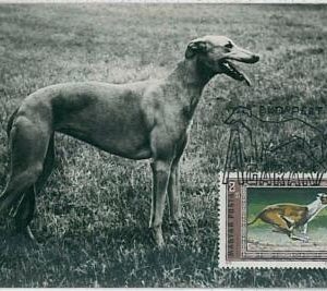 32376 -  HUNGARY - MAXIMUM CARD : animals DOG DOGS: 1972  -  Greyhound  Levriero