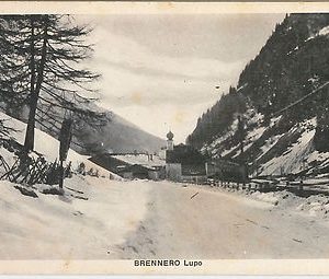 40614  CARTOLINA d'Epoca - BOLZANO  : Brennero - Lupo