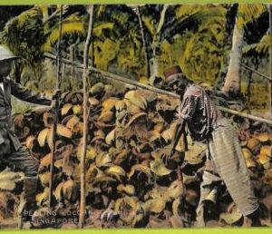 ae9329 - SINGAPORE -  VINTAGE POSTCARD - Ethnic