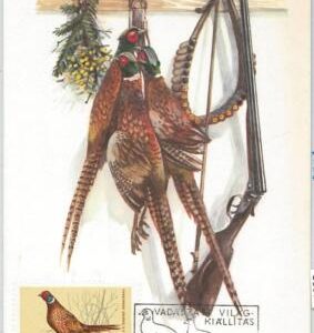 63574  -   HUNGARY - POSTAL HISTORY:  MAXIMUM CARD  1971 - HUNTING Birds
