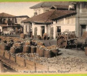 ae9298 - SINGAPORE -  VINTAGE POSTCARD - Pine Apple reade for Market
