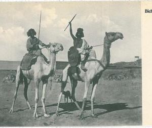 08462 - EGYPT - VINTAGE POSTCARD:  BICHARINS - ETHNIC