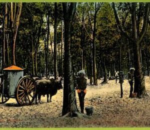 ae9275 - SINGAPORE -  VINTAGE POSTCARD - Ethnic